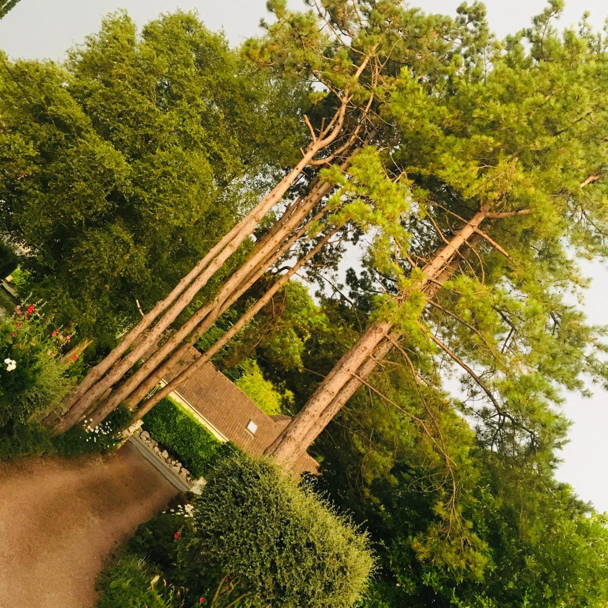 Greenfield Chambres D'Hotes Neufchâtel-Hardelot エクステリア 写真